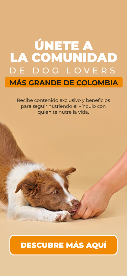 Banner: NG Home suscribete dog